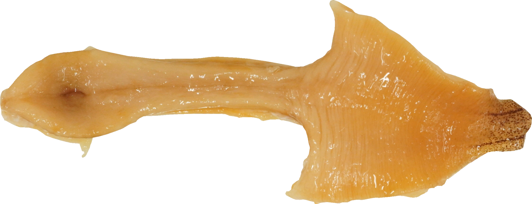 みるがい(白)｜商用可フリー画像・背景透過