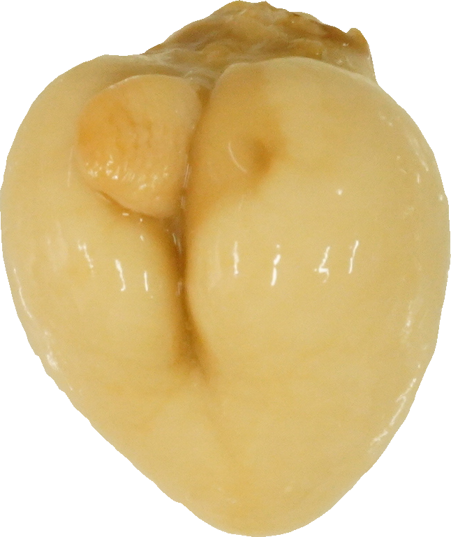 みるがい(白)｜商用可フリー画像・背景透過