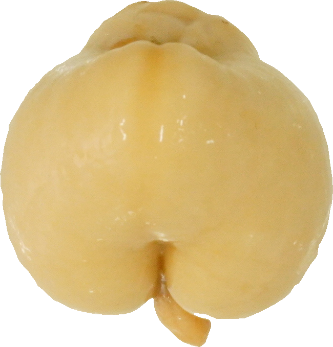 みるがい(白)｜商用可フリー画像・背景透過