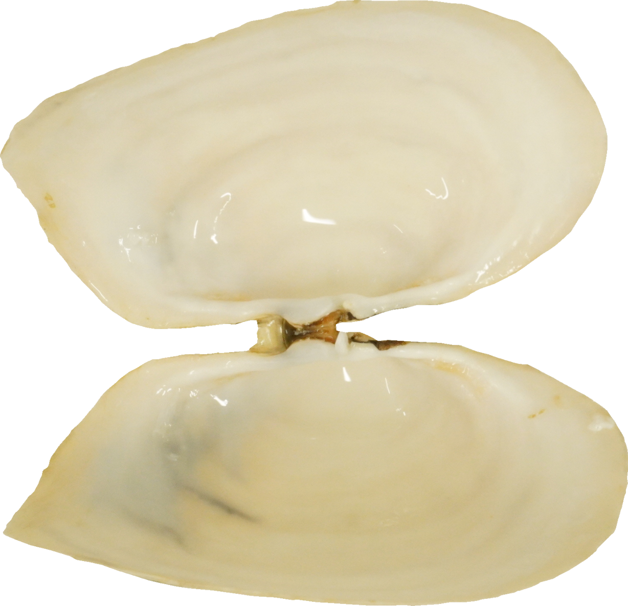 みるがい(白)｜商用可フリー画像・背景透過