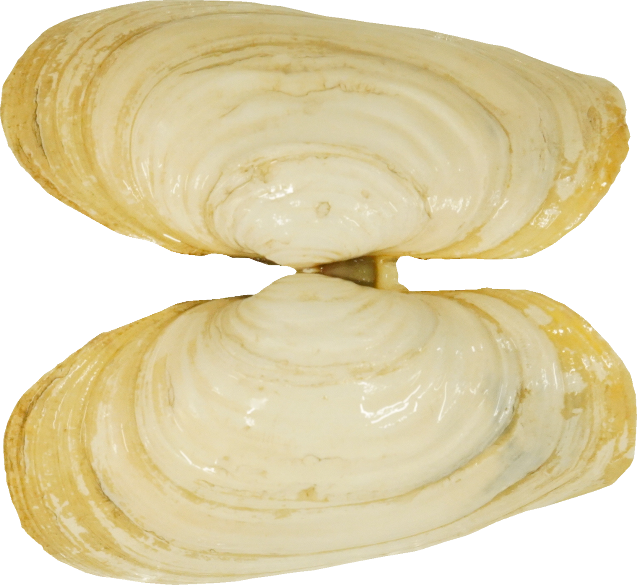 みるがい(白)｜商用可フリー画像・背景透過